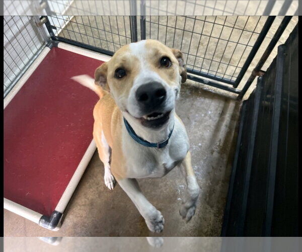 Medium Photo #2 Labrador Retriever-Unknown Mix Puppy For Sale in Westminster, MD, USA