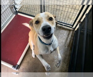 George - Male Labrador Retriever-Unknown Mix Dog for Adoption - Photo #2