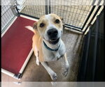 Small #1 Labrador Retriever Mix