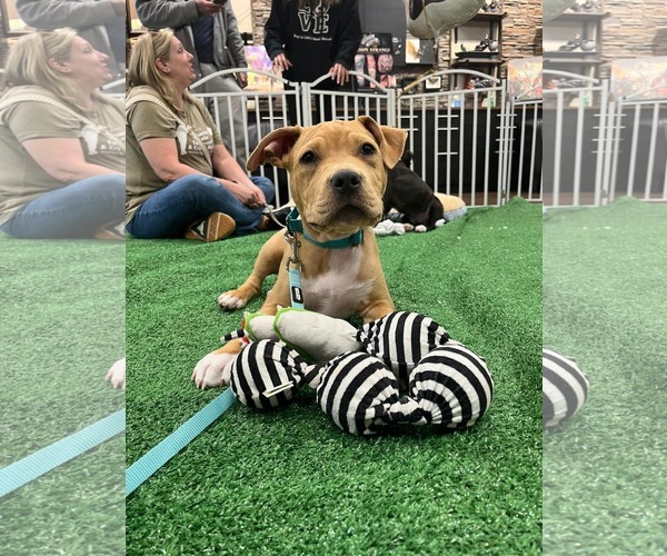 Medium Photo #8 Mutt Puppy For Sale in Derwood, MD, USA