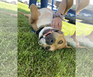 Tank - Male American Pit Bull Terrier-Unknown Mix Dog for Adoption - Photo #4