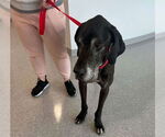 Small #2 Great Dane