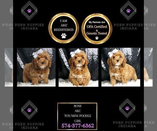 Medium Photo #2 Poodle (Toy) Puppy For Sale in WARSAW, IN, USA