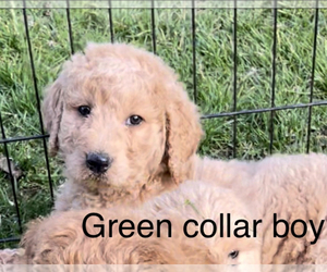 Goldendoodle Puppy for sale in CROTON, MI, USA
