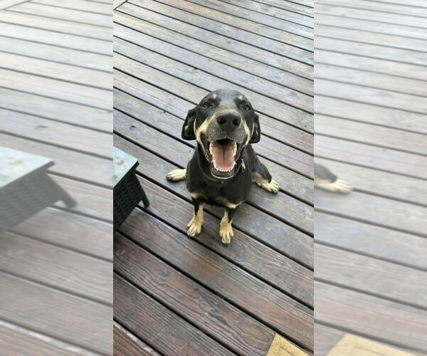 Medium Photo #2 German Shepherd Dog-Unknown Mix Puppy For Sale in Aurora, IN, USA