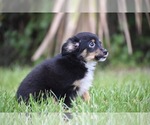 Small #1 Miniature Australian Shepherd