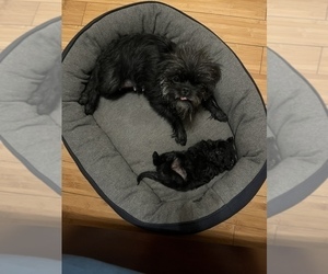 Mother of the Affenpinscher puppies born on 09/11/2022