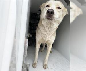 Huskies -Unknown Mix Dogs for adoption in Houston, TX, USA