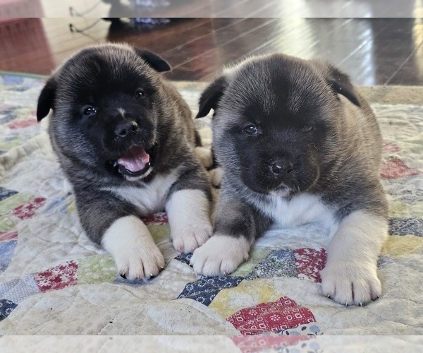Medium Photo #1 Akita Puppy For Sale in CROSWELL, MI, USA