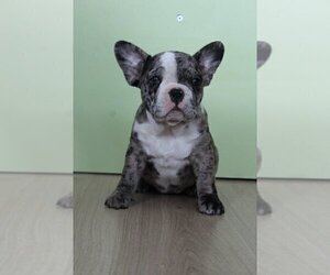 French Bulldog Puppy for sale in DENVER, CO, USA