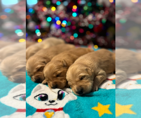 Medium Photo #10 Golden Retriever Puppy For Sale in CERES, CA, USA