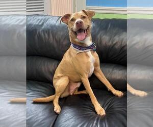 Peanut - Male Mutt Dog for Adoption - Photo #6