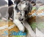 Puppy 1 Australian Shepherd