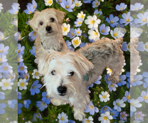 Mutt Dogs for adoption in Allentown,, PA, USA