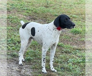 Father of the German Shorthaired Pointer puppies born on 01/31/2024