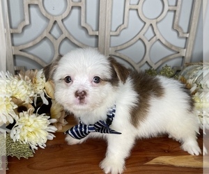 Shorkie Tzu Puppy for sale in MORRIS CHAPEL, TN, USA