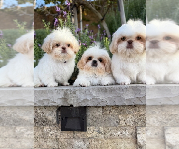 Medium Photo #1 Shih Tzu Puppy For Sale in RIVERSIDE, CA, USA