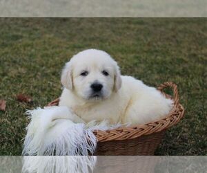 Medium English Cream Golden Retriever
