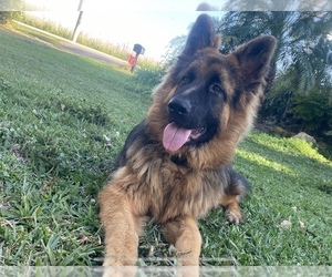 Father of the German Shepherd Dog puppies born on 07/04/2025