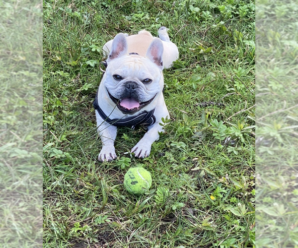 Medium Photo #1 French Bulldog Puppy For Sale in AFTON, WY, USA