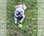 Small Photo #1 French Bulldog Puppy For Sale in AFTON, WY, USA