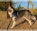 Small #5 Siberian Husky