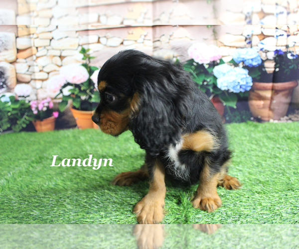Medium Photo #20 Cavalier King Charles Spaniel Puppy For Sale in CHANUTE, KS, USA