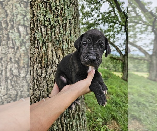 Medium Photo #3 Great Dane Puppy For Sale in WALNUT GROVE, MO, USA