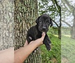 Small Photo #3 Great Dane Puppy For Sale in WALNUT GROVE, MO, USA