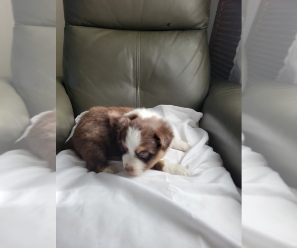 Medium Photo #8 Miniature Australian Shepherd Puppy For Sale in WILLIAMSBURG, CO, USA