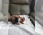 Small #7 Miniature Australian Shepherd
