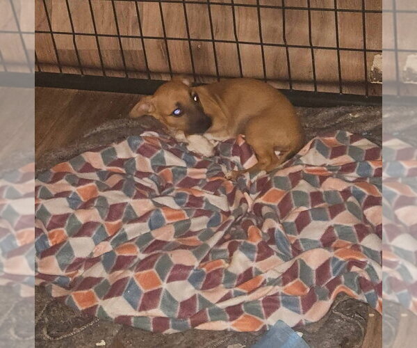 Medium Photo #3 Dachsador Puppy For Sale in Aurora, IN, USA