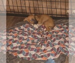 Small #2 Dachsador