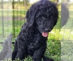 Small #3 Poodle (Standard)