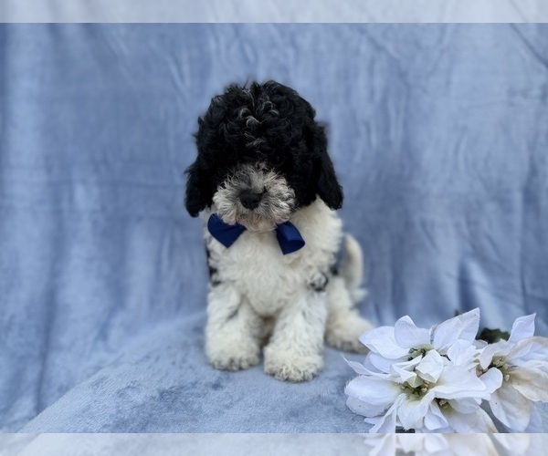 Medium Photo #4 Cavapoo (Miniature) Puppy For Sale in LAKELAND, FL, USA