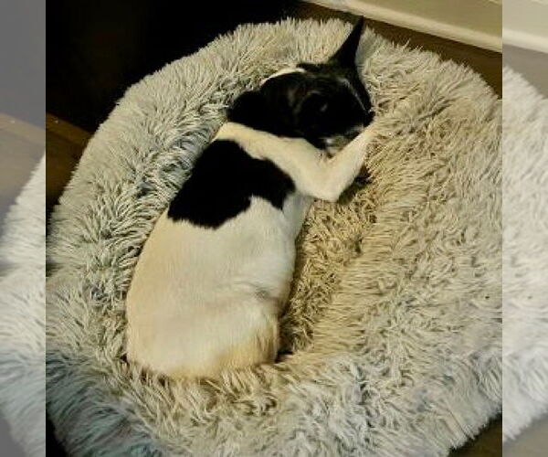 Medium Photo #8 Rat Terrier Puppy For Sale in Atlanta, GA, USA