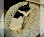Small #7 Rat Terrier