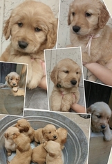 Golden Retriever Puppy for sale in YACOLT, WA, USA