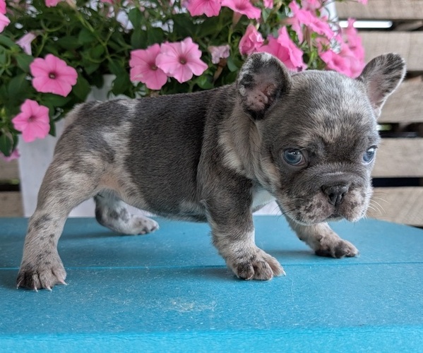 Medium Photo #9 French Bulldog Puppy For Sale in GOSHEN, IN, USA