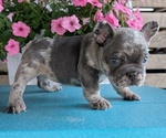 Small #8 French Bulldog