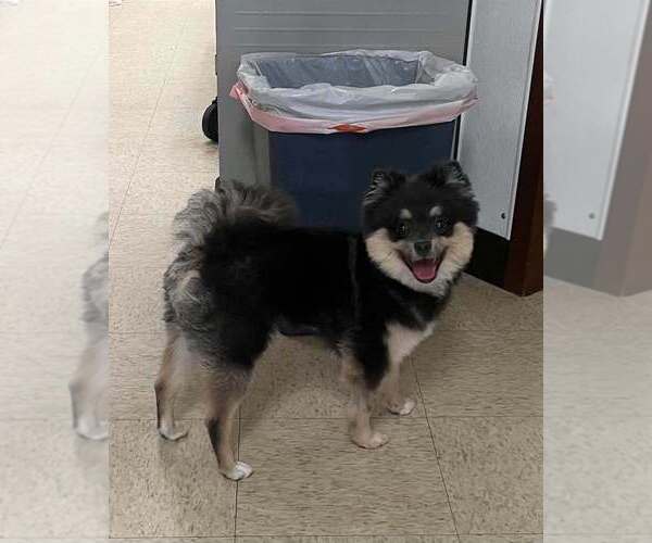 Medium Photo #4 Pomeranian Puppy For Sale in Candler, NC, USA