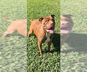 Brady - Male American Pit Bull Terrier Dog for Adoption - Photo #4