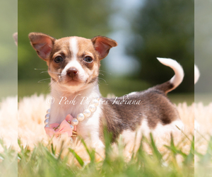Medium Chihuahua