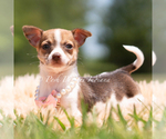 Puppy Pom Pom Chihuahua