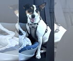 Small Jack Russell Terrier Mix
