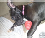 Small #60 American Pit Bull Terrier Mix
