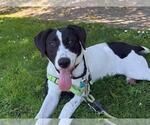 Small German Shorthaired Pointer