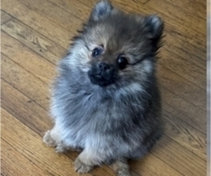 Pomeranian Puppy for sale in ASHEBORO, NC, USA