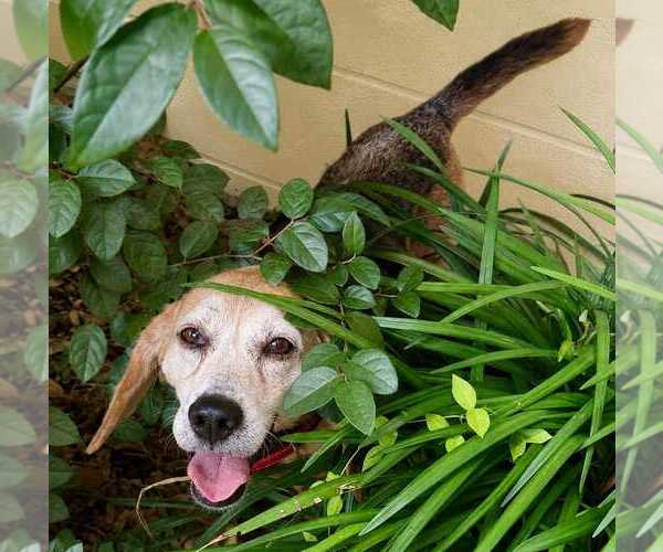 Medium Photo #4 Beagle Puppy For Sale in Dunnellon, FL, USA