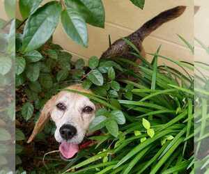 Barnett - Male Beagle Dog for Adoption - Photo #4